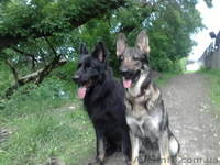 кобели восточно-европейской овчарки(ВЕО) для вязок - <ro>Изображение</ro><ru>Изображение</ru> #1, <ru>Объявление</ru> #66445