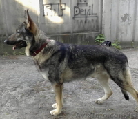 щенки восточно-европейской овчарки с родословной - <ro>Изображение</ro><ru>Изображение</ru> #2, <ru>Объявление</ru> #66442