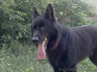 кобели восточно-европейской овчарки(ВЕО) для вязок - <ro>Изображение</ro><ru>Изображение</ru> #2, <ru>Объявление</ru> #66445