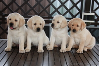 высокопородные щенки лабрадора! - <ro>Изображение</ro><ru>Изображение</ru> #1, <ru>Объявление</ru> #60683