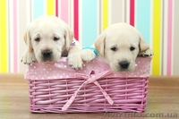 Щенки лабрадор-ретривер - <ro>Изображение</ro><ru>Изображение</ru> #1, <ru>Объявление</ru> #73776