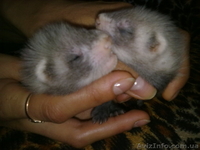 продам щенков хорька(фретки) - <ro>Изображение</ro><ru>Изображение</ru> #1, <ru>Объявление</ru> #69799