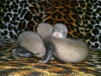 продам щенков хорька(фретки) - <ro>Изображение</ro><ru>Изображение</ru> #2, <ru>Объявление</ru> #69799