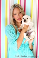 Щенки лабрадор-ретривер - <ro>Изображение</ro><ru>Изображение</ru> #3, <ru>Объявление</ru> #73776