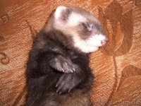 Фретка \ хорьок - <ro>Изображение</ro><ru>Изображение</ru> #2, <ru>Объявление</ru> #63983