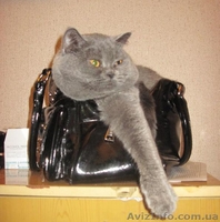 Голубой Британец ищет свою любовь - <ro>Изображение</ro><ru>Изображение</ru> #3, <ru>Объявление</ru> #66890