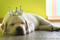 Щенки лабрадор-ретривер - <ro>Изображение</ro><ru>Изображение</ru> #2, <ru>Объявление</ru> #73776