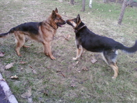 Продам породистых щенят немецкой овчарки. - <ro>Изображение</ro><ru>Изображение</ru> #1, <ru>Объявление</ru> #62649