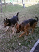 Продам породистых щенят немецкой овчарки. - <ro>Изображение</ro><ru>Изображение</ru> #2, <ru>Объявление</ru> #62649