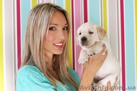 Щенки лабрадор-ретривер - <ro>Изображение</ro><ru>Изображение</ru> #4, <ru>Объявление</ru> #73776