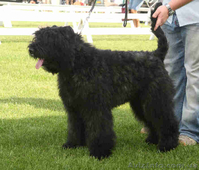 Продам щенка фландрского бувье (кобель) - <ro>Изображение</ro><ru>Изображение</ru> #1, <ru>Объявление</ru> #62382