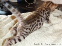 Бенгальские котята - маленький леопард у вас дома! - <ro>Изображение</ro><ru>Изображение</ru> #2, <ru>Объявление</ru> #69493