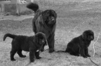 Продаю щенков НьюфаундленДа!!! - <ro>Изображение</ro><ru>Изображение</ru> #2, <ru>Объявление</ru> #72369