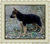 Срочно продам щенка Немецкой овчарки!! - <ro>Изображение</ro><ru>Изображение</ru> #1, <ru>Объявление</ru> #72390