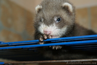 продам мальчика- хорика!  - <ro>Изображение</ro><ru>Изображение</ru> #3, <ru>Объявление</ru> #68807