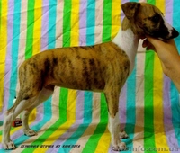УИППЕТ(малая английская борзая) - <ro>Изображение</ro><ru>Изображение</ru> #2, <ru>Объявление</ru> #69320
