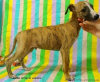 УИППЕТ(малая английская борзая) - <ro>Изображение</ro><ru>Изображение</ru> #3, <ru>Объявление</ru> #69320