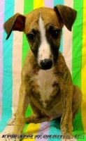 УИППЕТ(малая английская борзая) - <ro>Изображение</ro><ru>Изображение</ru> #4, <ru>Объявление</ru> #69320