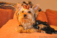 Малыш йоркширского терьерчика - <ro>Изображение</ro><ru>Изображение</ru> #1, <ru>Объявление</ru> #65831