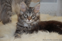 Продам котят породы Мейн кун (maine coon) из чешского питомника - <ro>Изображение</ro><ru>Изображение</ru> #2, <ru>Объявление</ru> #62924