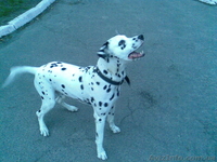 продам щенка далматина  - <ro>Изображение</ro><ru>Изображение</ru> #1, <ru>Объявление</ru> #71248