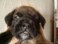 ЩЕНКИ НЕМЕЦКОГО БОКСЕРА................. - <ro>Изображение</ro><ru>Изображение</ru> #1, <ru>Объявление</ru> #66076