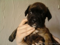ЩЕНКИ НЕМЕЦКОГО БОКСЕРА................. - <ro>Изображение</ro><ru>Изображение</ru> #2, <ru>Объявление</ru> #66076