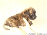 ЩЕНКИ НЕМЕЦКОГО БОКСЕРА................. - <ro>Изображение</ro><ru>Изображение</ru> #3, <ru>Объявление</ru> #66076