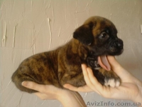 ЩЕНКИ НЕМЕЦКОГО БОКСЕРА................. - <ro>Изображение</ro><ru>Изображение</ru> #4, <ru>Объявление</ru> #66076