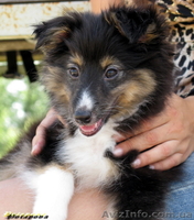 ШЕЛТИ щенки на продажу - <ro>Изображение</ro><ru>Изображение</ru> #1, <ru>Объявление</ru> #65294