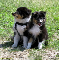 ШЕЛТИ щенки на продажу - <ro>Изображение</ro><ru>Изображение</ru> #4, <ru>Объявление</ru> #65294