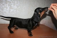 Продаются щеночки таксы - <ro>Изображение</ro><ru>Изображение</ru> #1, <ru>Объявление</ru> #74169