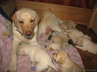 Клубные щенки лабрадора ! - <ro>Изображение</ro><ru>Изображение</ru> #1, <ru>Объявление</ru> #63521