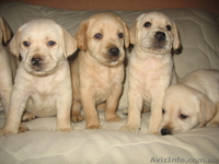 Щенки Лабрадора-Ретривера !  - <ro>Изображение</ro><ru>Изображение</ru> #2, <ru>Объявление</ru> #60648