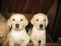  Щенки Лабрадора-Ретривера ! - <ro>Изображение</ro><ru>Изображение</ru> #2, <ru>Объявление</ru> #69390