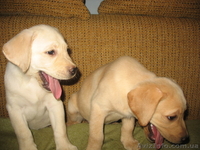 Щенки лабрадора с прекрасным выставочным потенциалом! - <ro>Изображение</ro><ru>Изображение</ru> #3, <ru>Объявление</ru> #65350