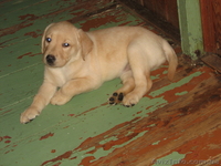 Лабрадор-Ретривер  щенки  - <ro>Изображение</ro><ru>Изображение</ru> #3, <ru>Объявление</ru> #66625