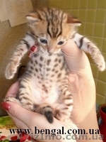 Котенок бенгальской породы, Киев - <ro>Изображение</ro><ru>Изображение</ru> #2, <ru>Объявление</ru> #74143