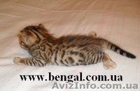 Котенок бенгальской породы, Киев - <ro>Изображение</ro><ru>Изображение</ru> #3, <ru>Объявление</ru> #74143