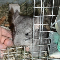 Продам шиншилл из питомника - <ro>Изображение</ro><ru>Изображение</ru> #2, <ru>Объявление</ru> #63918