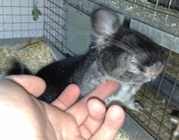Продам шиншилл из питомника - <ro>Изображение</ro><ru>Изображение</ru> #1, <ru>Объявление</ru> #63918