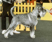 Продам щенков миттельшнауцеров перец с солью - <ro>Изображение</ro><ru>Изображение</ru> #2, <ru>Объявление</ru> #62380