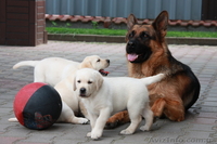 высокопородные щенки лабрадора! - <ro>Изображение</ro><ru>Изображение</ru> #4, <ru>Объявление</ru> #60683