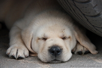 высокопородные щенки лабрадора! - <ro>Изображение</ro><ru>Изображение</ru> #3, <ru>Объявление</ru> #60683