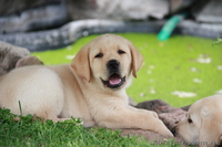 высокопородные щенки лабрадора! - <ro>Изображение</ro><ru>Изображение</ru> #2, <ru>Объявление</ru> #60683