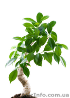 Предметная фотосъемка для рекламы, каталогов, сайтов - <ro>Изображение</ro><ru>Изображение</ru> #3, <ru>Объявление</ru> #71888