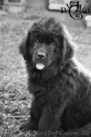 Продаю щенков НьюфаундленДа!!! - <ro>Изображение</ro><ru>Изображение</ru> #1, <ru>Объявление</ru> #72369