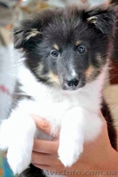 ШЕЛТИ щенки на продажу - <ro>Изображение</ro><ru>Изображение</ru> #2, <ru>Объявление</ru> #65294