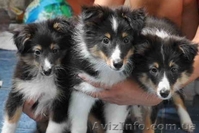 ШЕЛТИ щенки на продажу - <ro>Изображение</ro><ru>Изображение</ru> #3, <ru>Объявление</ru> #65294