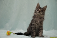 Продам котят породы Мейн кун (maine coon) из чешского питомника - <ro>Изображение</ro><ru>Изображение</ru> #3, <ru>Объявление</ru> #62924